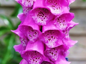 Piros gyűszűvirág (Digitalis purpurea)