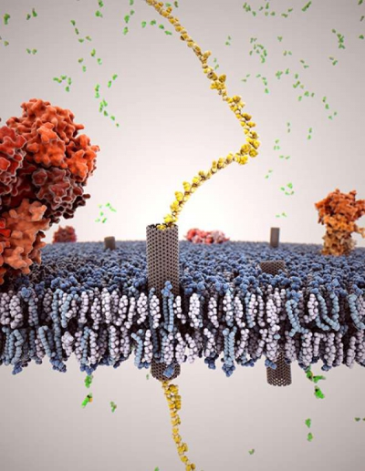 Szén nanocsövek a sejtmembránban (Forrás: Lawrence Livermore National Laboratory)
