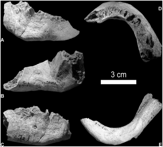 A Riparo di Mezzena-ember csontmaradványai (PLoS ONE)