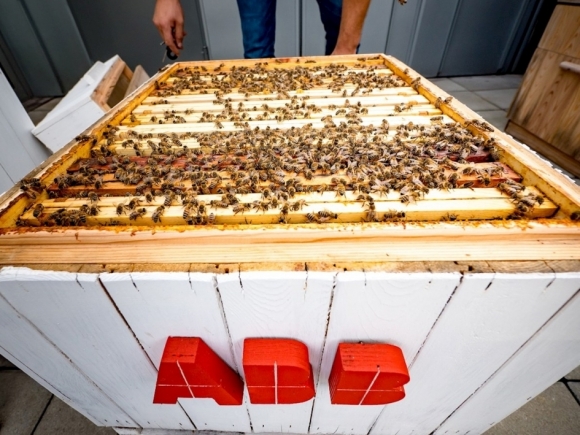 Méhészet az ABB-nél az adatelemzés szolgálatában
